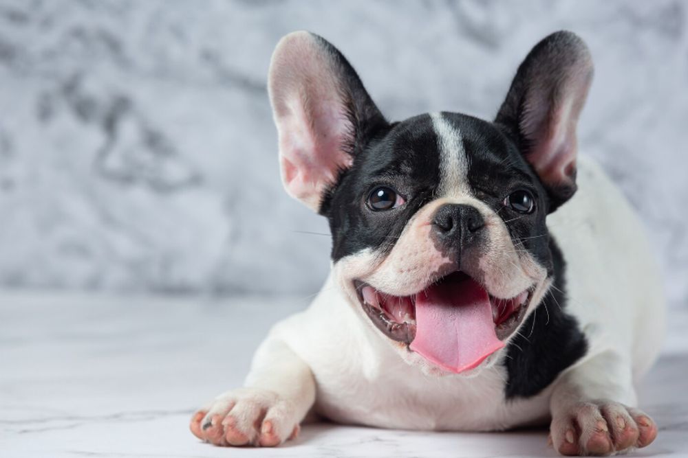 Țara care introduce evaluarea voluntară a sănătății pentru rasele de câini cu bot scurt