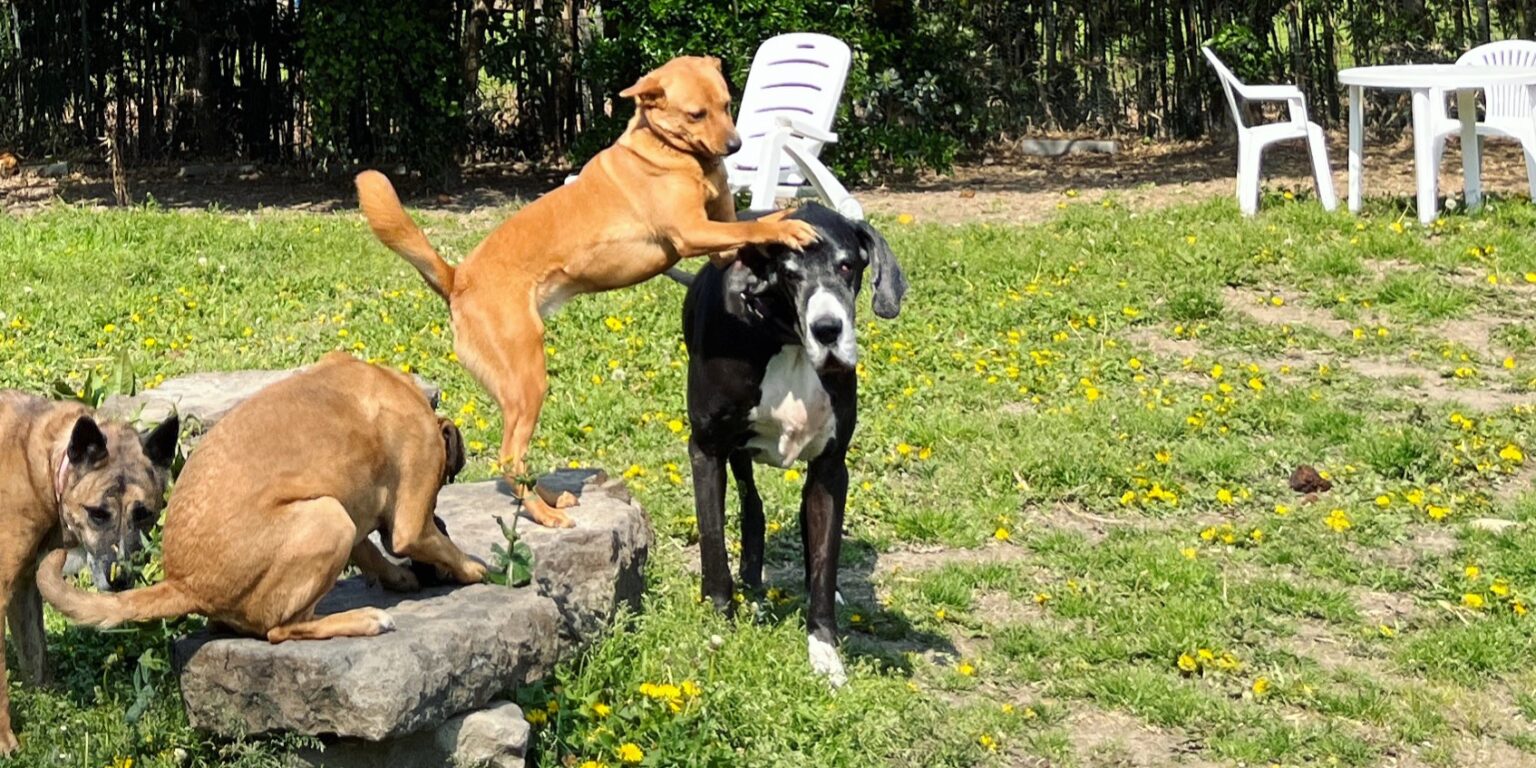 La Wansfree ajung animale care mușcă fără discriminare și latră sau mârâie la oricine. sursa foto Wansfree