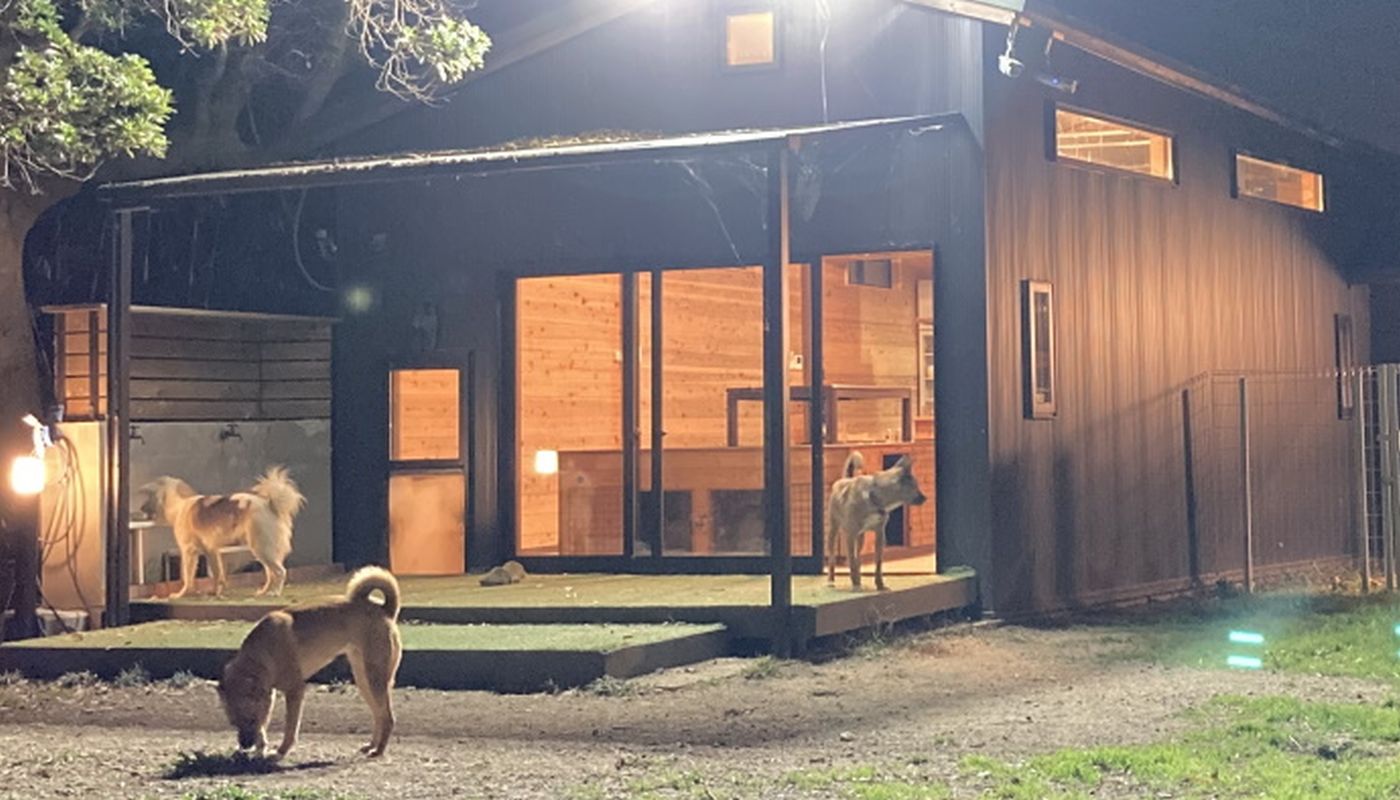 Un bărbat din Japonia și-a vândut Ferrari-ul pentru a deschide un adăpost pentru câini. sursa foto Wansfree