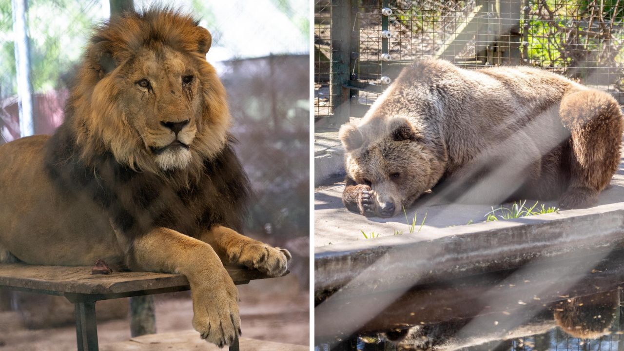 Zeci de animale neglijate de la o grădină zoologică notorie sunt, în sfârșit, salvate