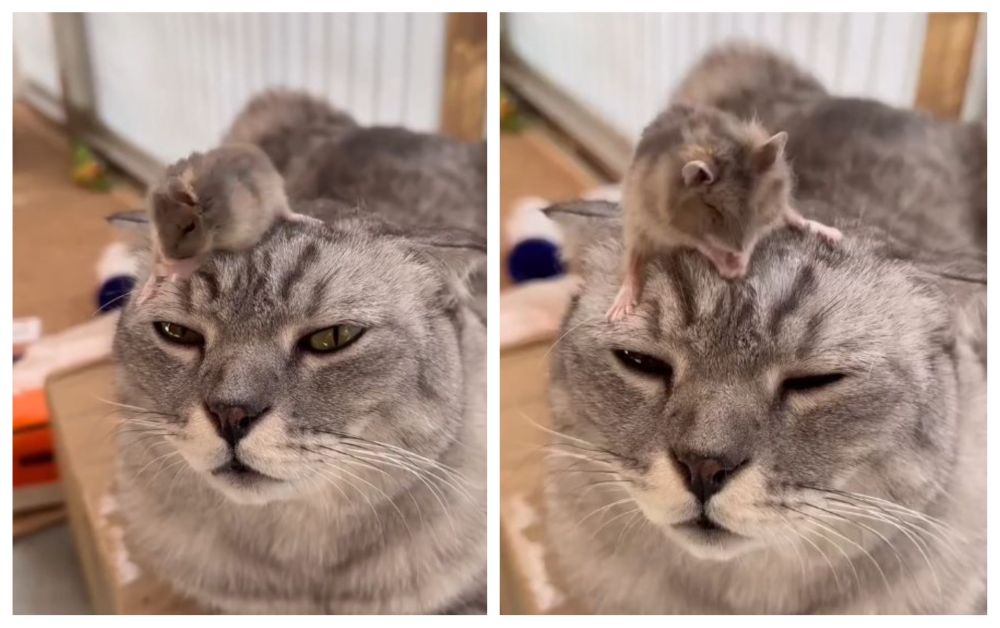 Hamsterul și pisica, moment de drăgălășenie! O prietenie neașteptată și tare amuzantă
