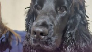 Katya – cățelușa bătută și abandonată de autorități: cazul care a revoltat o țară întreagă. Semnează petiția!