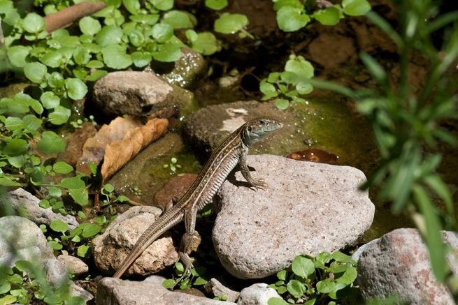 Dragoste extremă în regnul animal: instinct, risc și supraviețuire