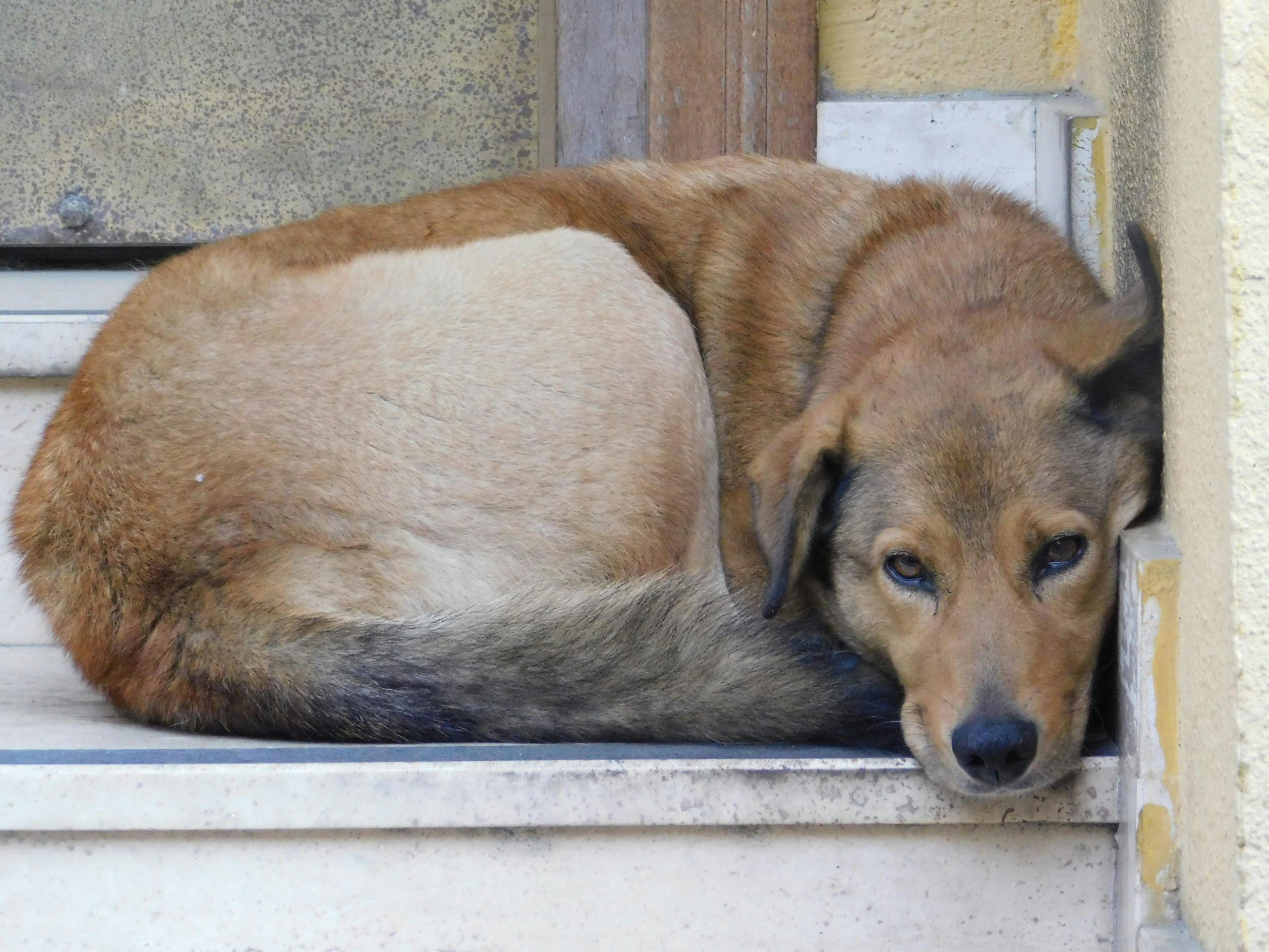 Creierul patrupezilor ar avea asemănări structurale și chimice cu cel uman, ceea ce îi poate face vulnerabili la tulburări similare. sursa foto pexels