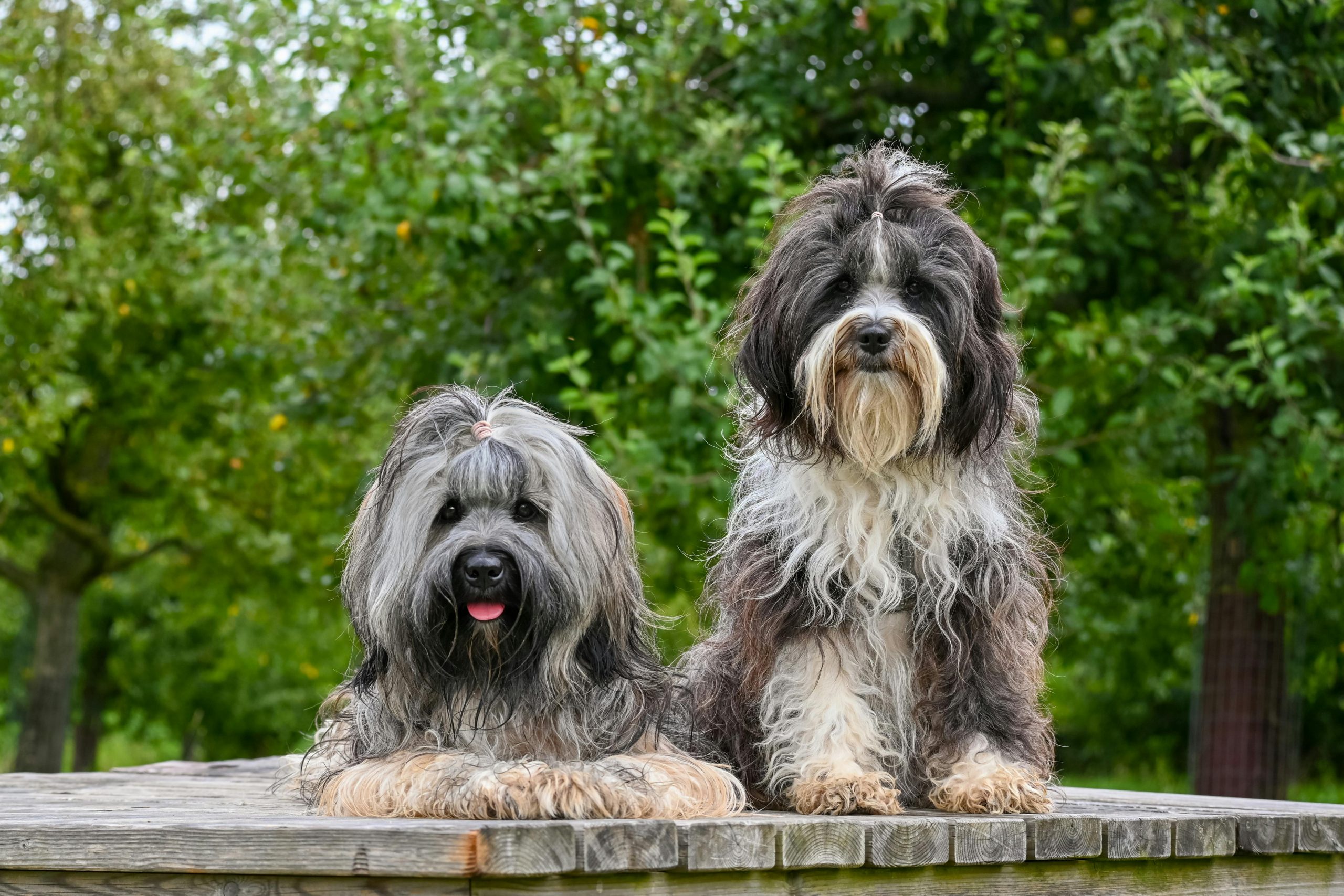 Mișcările repetitive și ritualurile fixe sunt adesea dominante la câinii cu trăsături similare autismului. sursa foto pexels