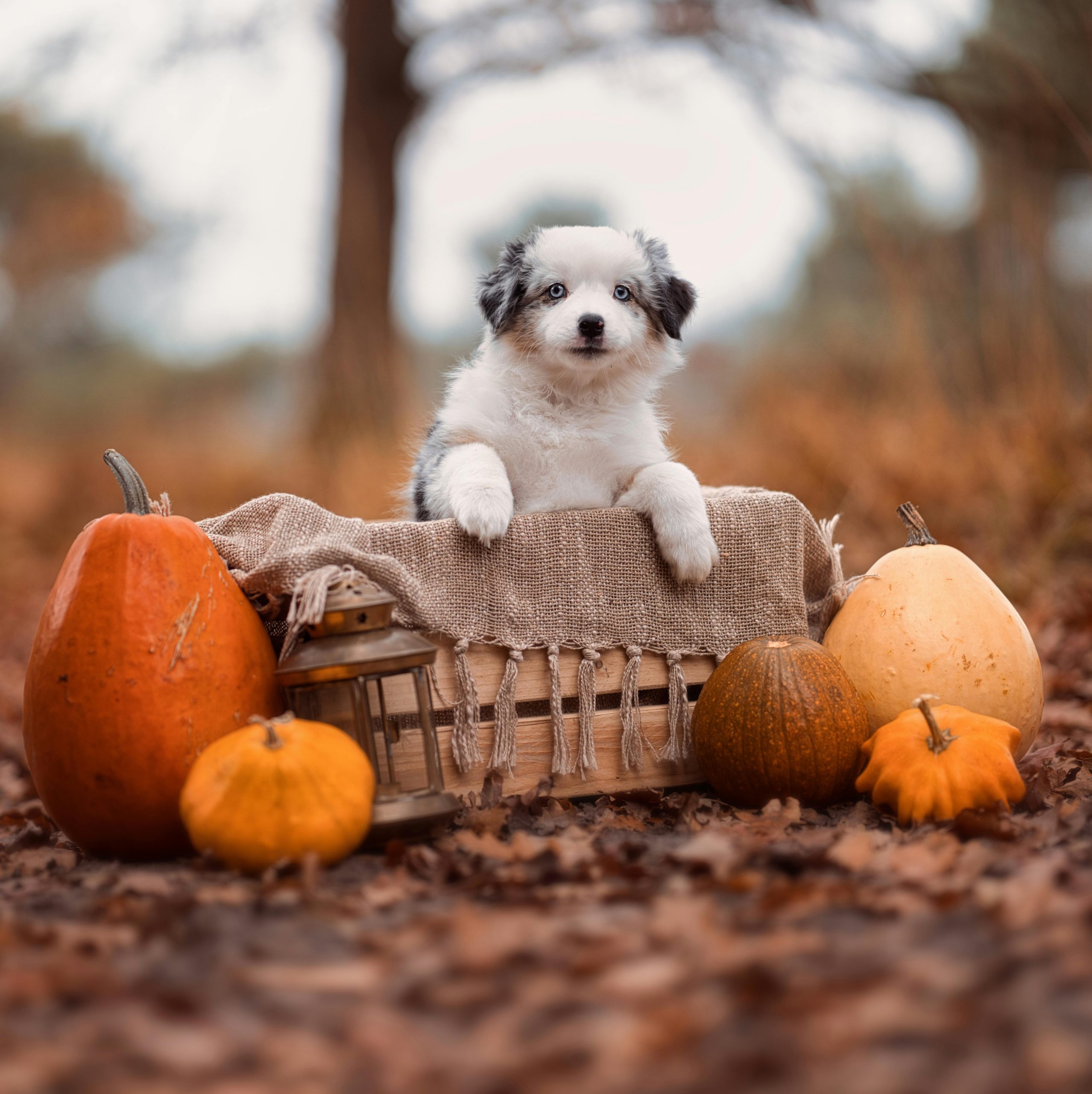 Care sunt semnele de autism la câini? sursa foto pexels