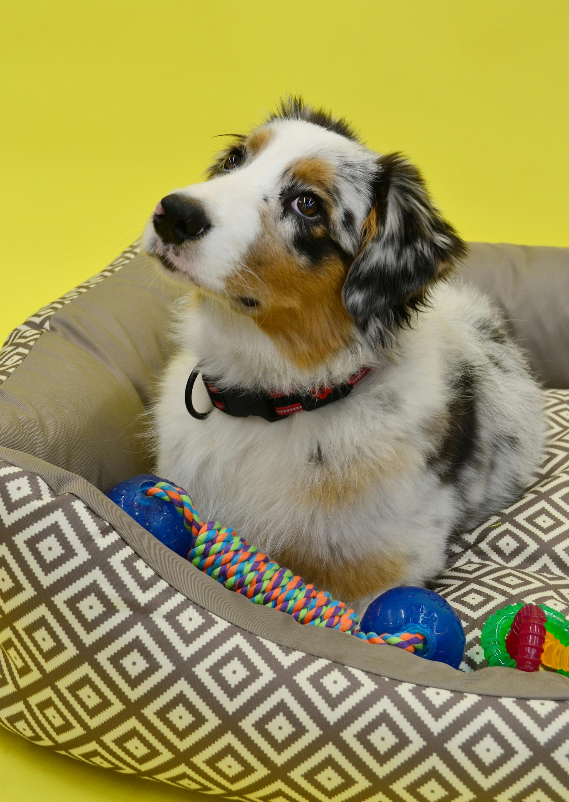 Indiferent de rasă sau vârstă, patrupedul tău merită o mică atenție de Crăciun. foto: pexels.com