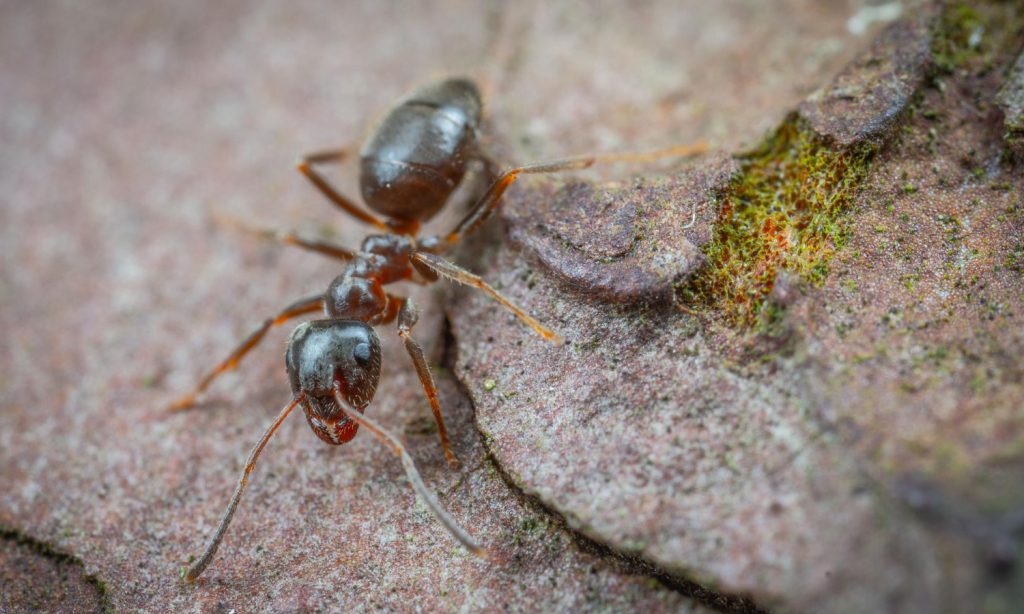 Drone Ant - Animale care traiesc foarte putin. Sursa foto: Freepik.com