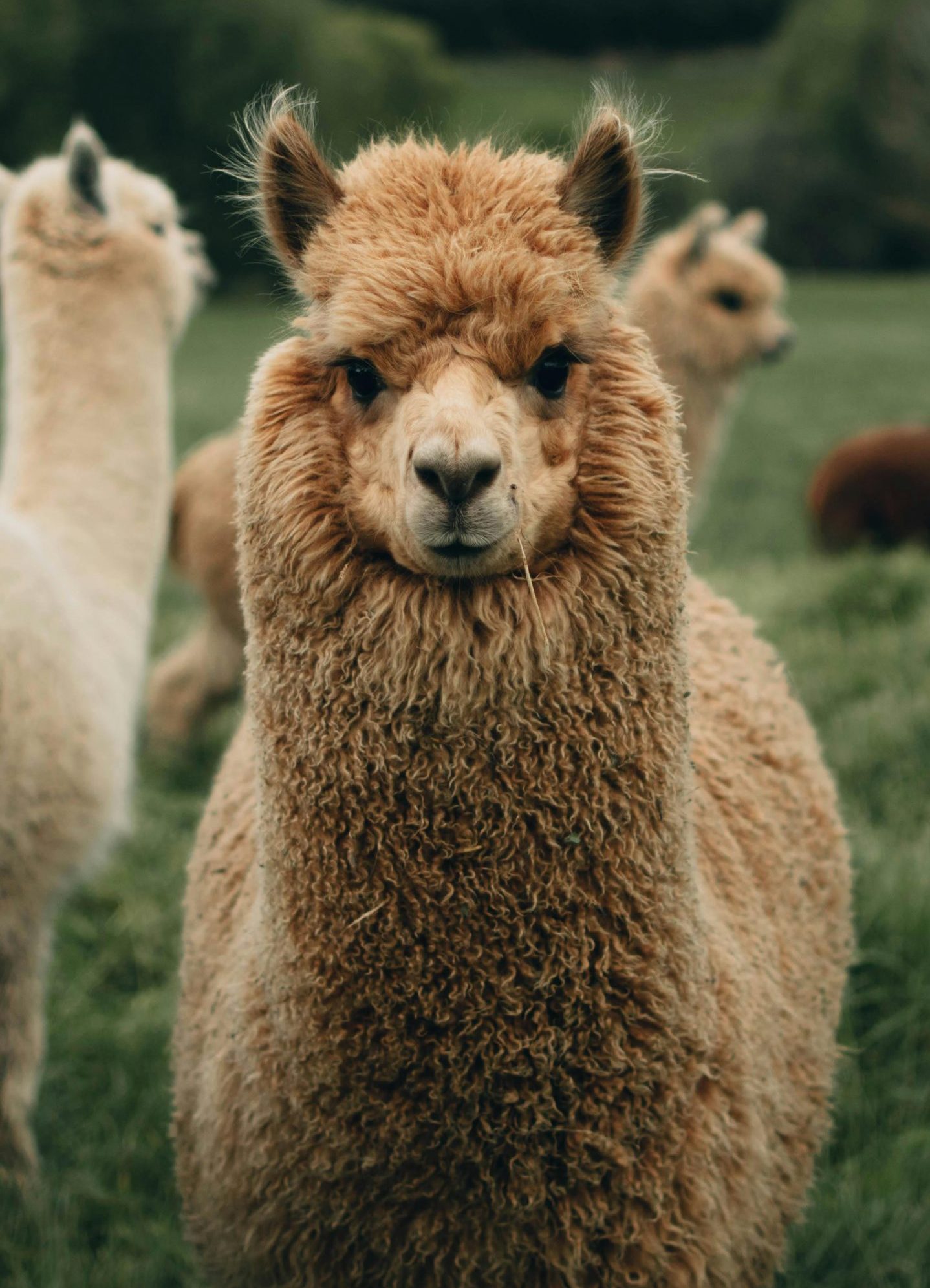 Lamele au ajuns și ele animale de Crăciun. foto: pexels.com