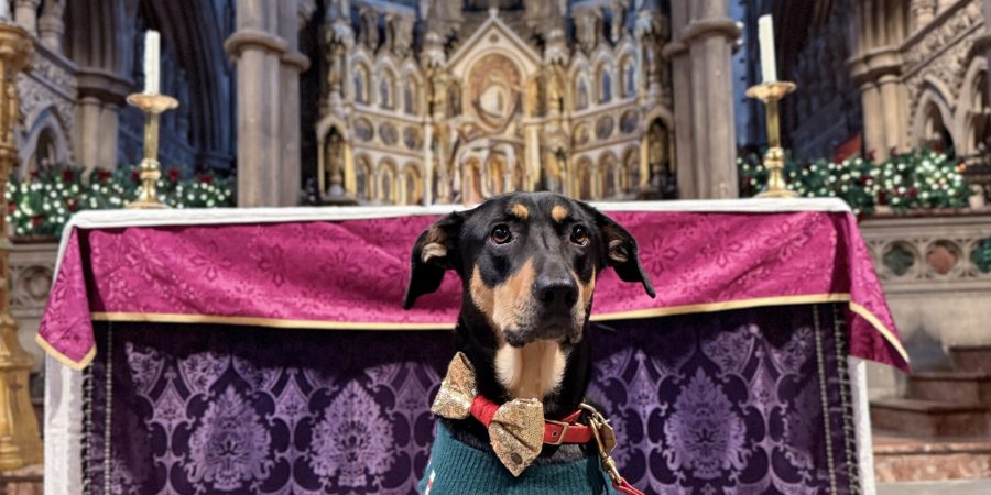 Crăciun cu lăbuțe la biserică: zeci de animale și stăpânii lor au celebrat Sărbătorile în Holland Park, Londra