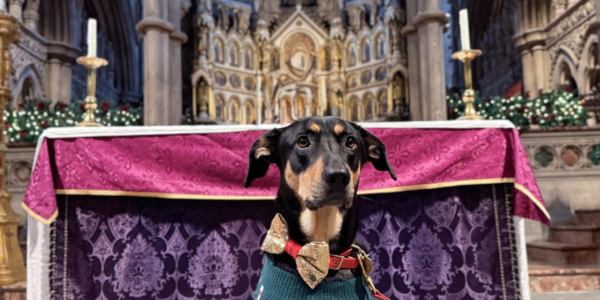 Carols with Pets - Sursa foto: https://www.london.anglican.org