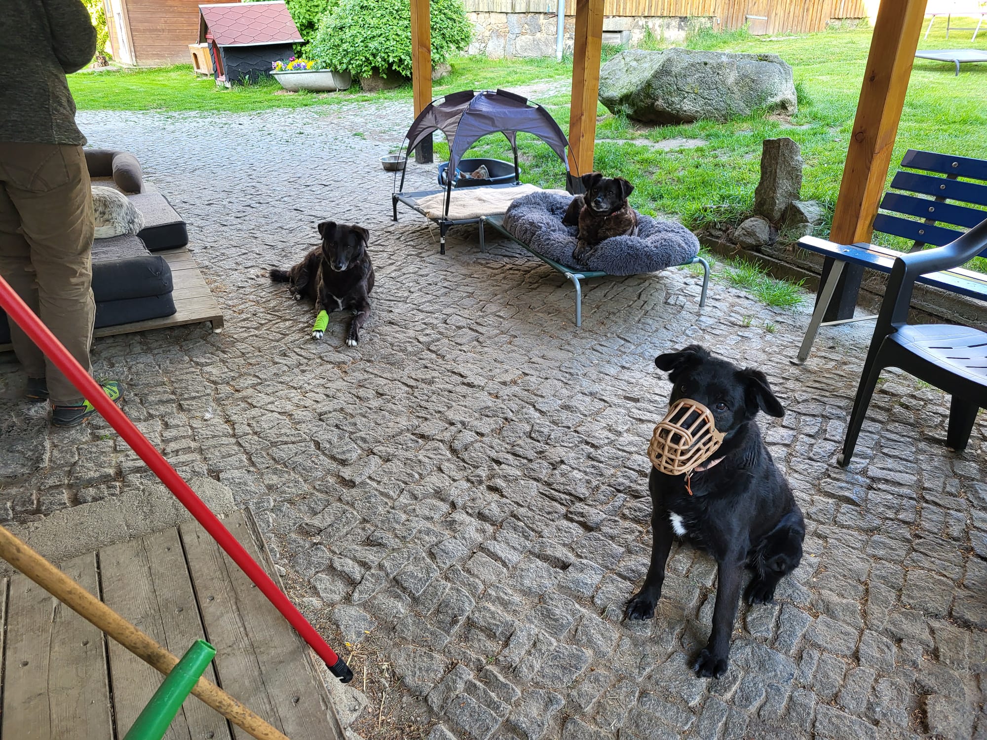 Cel mai mare adăpost de animale fără stăpân din lume este în România. foto: Facebook