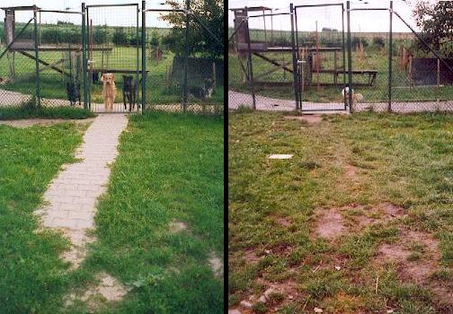 În anul 2000, o fostă fermă de vulpi a fost transformată de Tierhilfe Hoffnung în adăpost pentru animalele abandonate. foto: Facebook