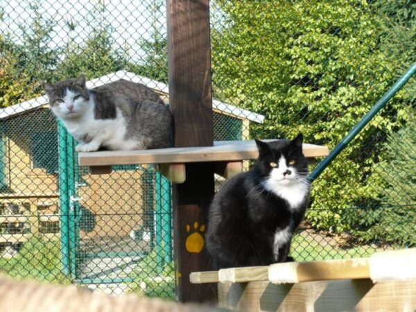 Parteneriatul dintre Tierhilfe Hoffnung și autoritățile veterinare locale (DSVSA Argeș) este recunoscut oficial. foto: Facebook