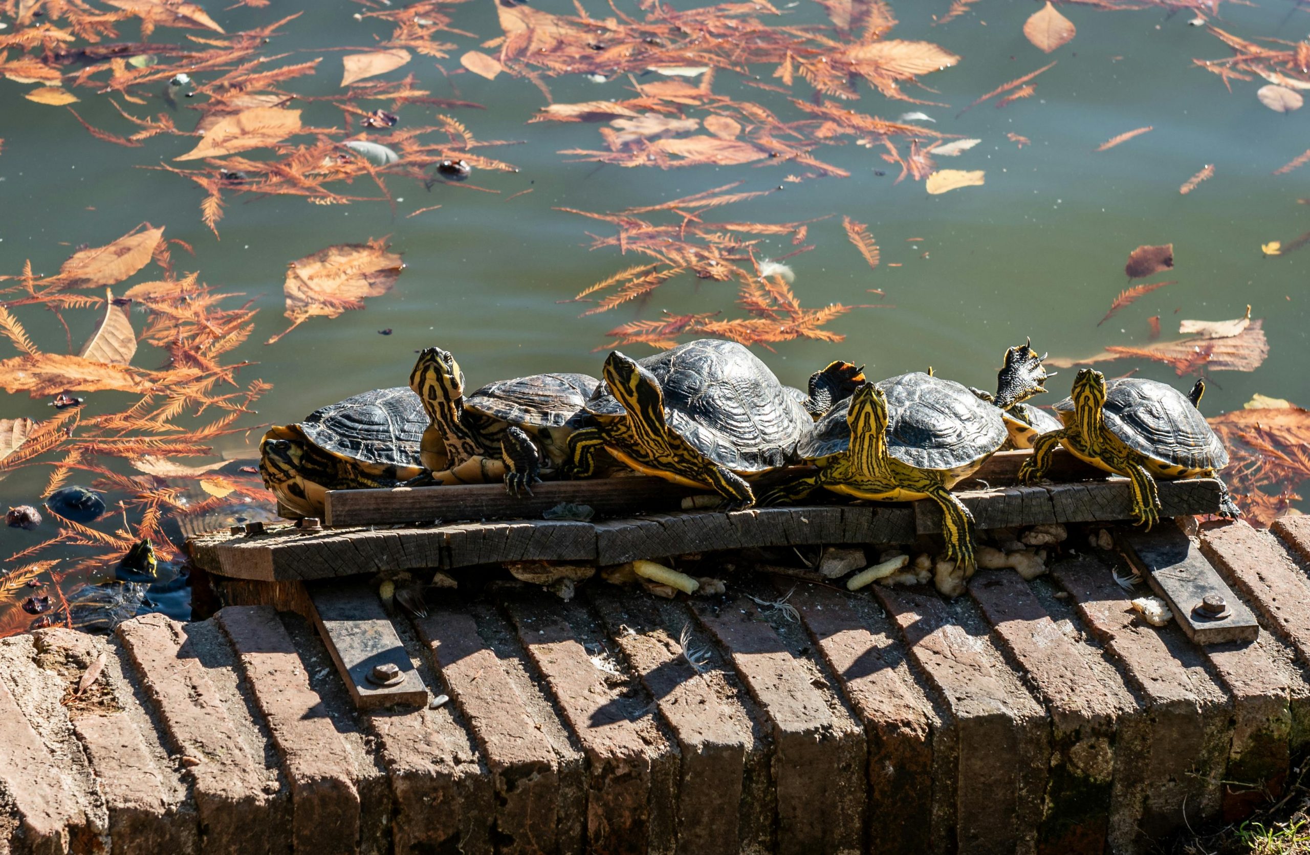 Țestoasele călătoare sosesc, se cuibăresc și, treptat, dau naștere unor noi generații în Spania. foto: pexels.com