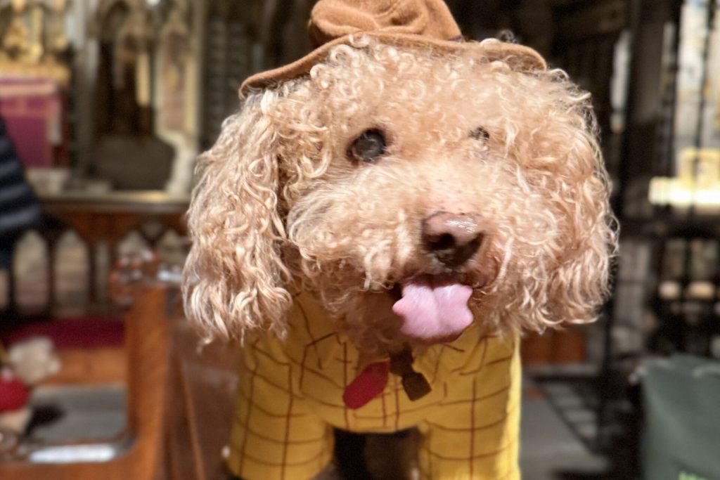 Craciun altfel cu animalute la o biserica din Londra - https://www.london.anglican.org