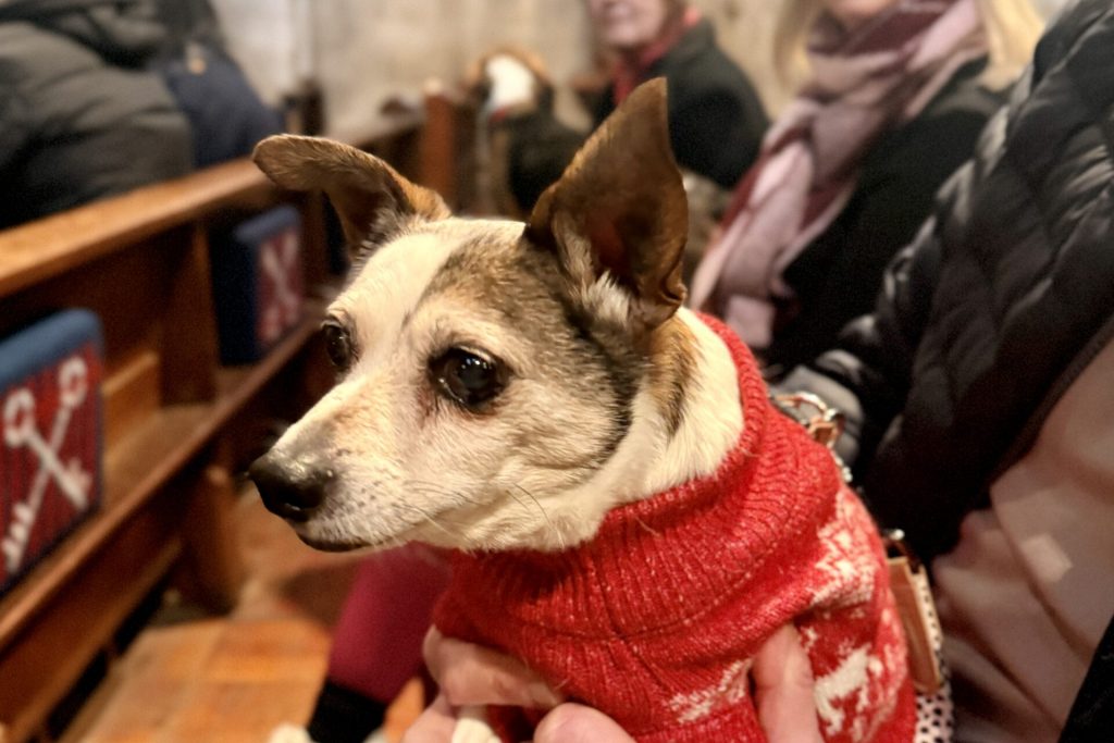 Craciun cu animalute la o biserica din Londra. Sursa foto: https://www.london.anglican.org