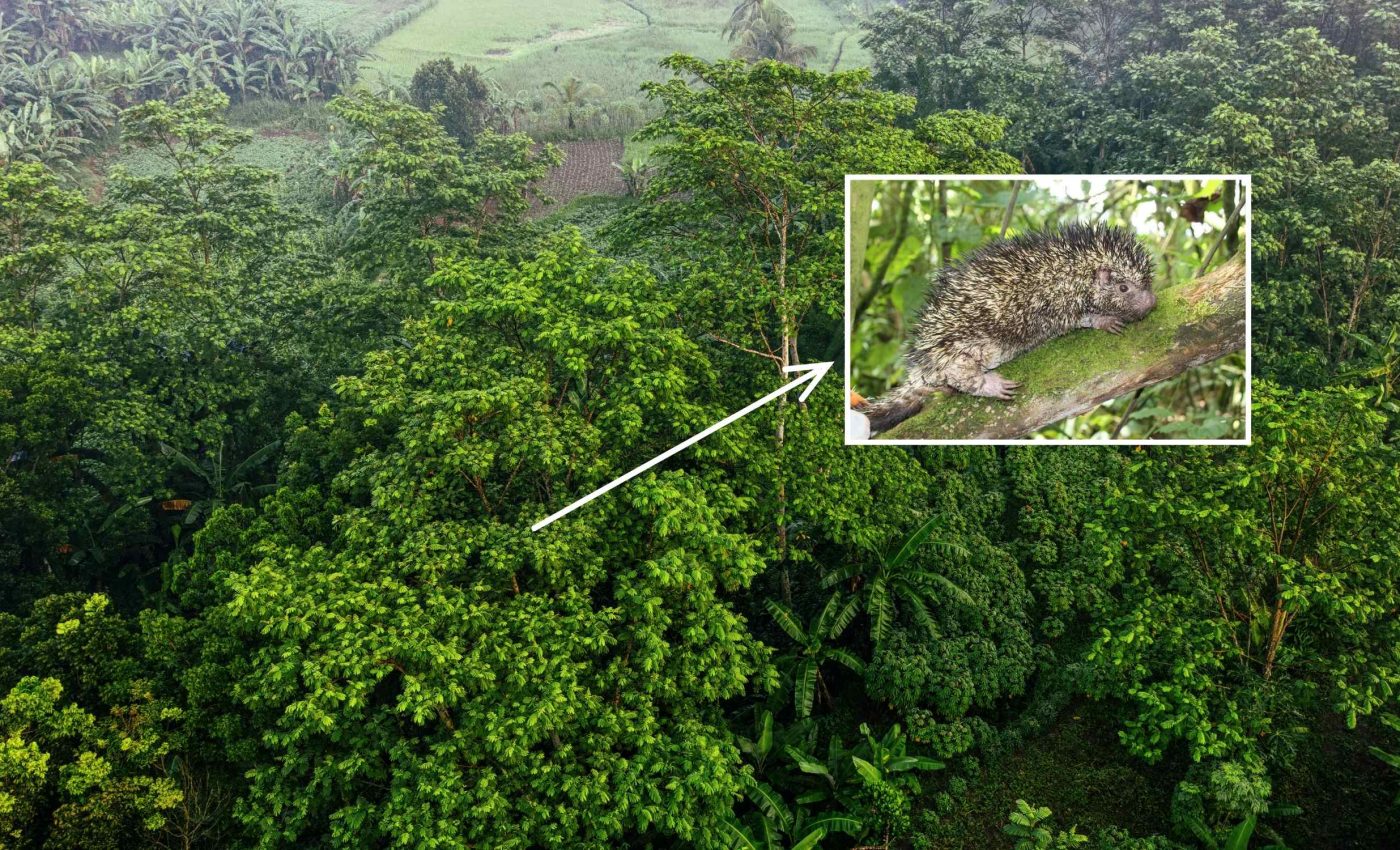 Creatura țepoasă care a petrecut un secol ascunsă la vedere, în sertarele unui muzeu. sursa foto Earth.com