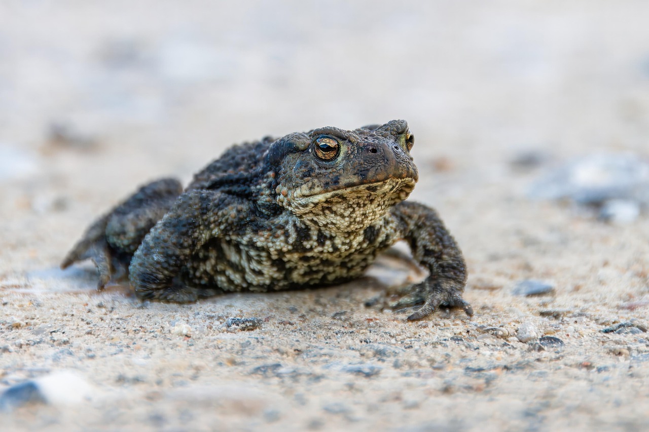 Schimbările climatice modifică profund comportamentul amfibienilor și reptilelor. foto: pixabay.com
