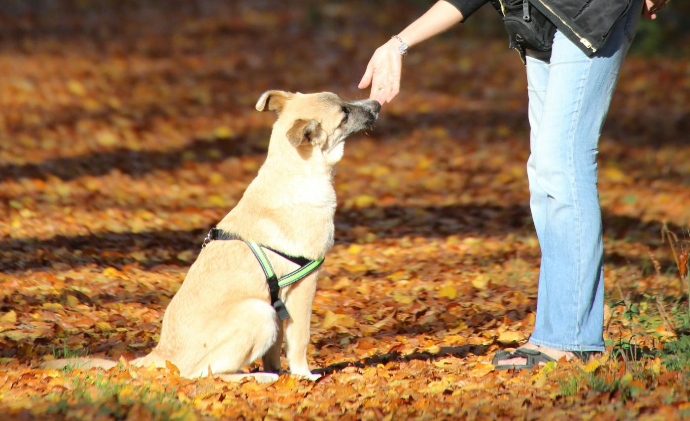 Cum îți pregătești câinele pentru pensiune sau pet sitter, dacă pleci de sărbători