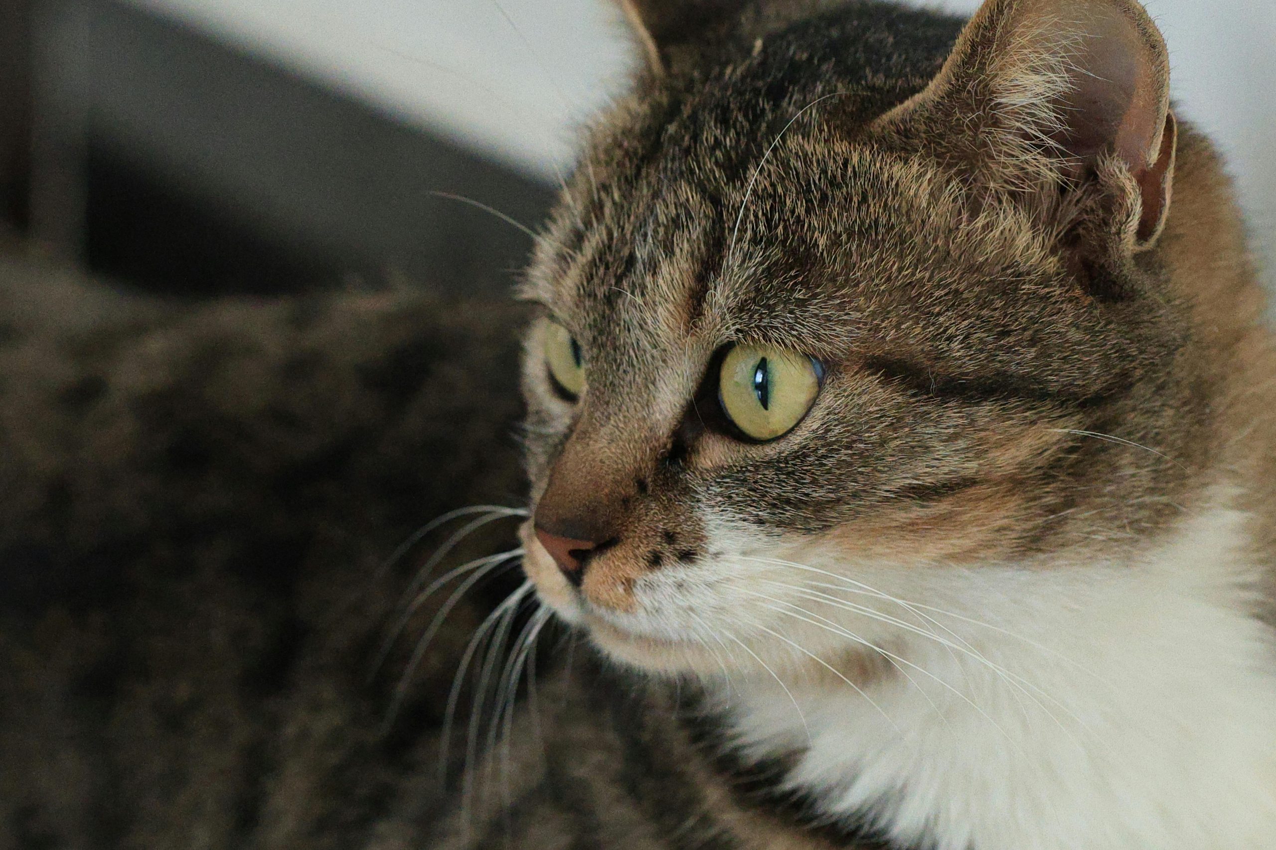 De ce au urechile pisicilor un pliu suplimentar? foto: pexels.com