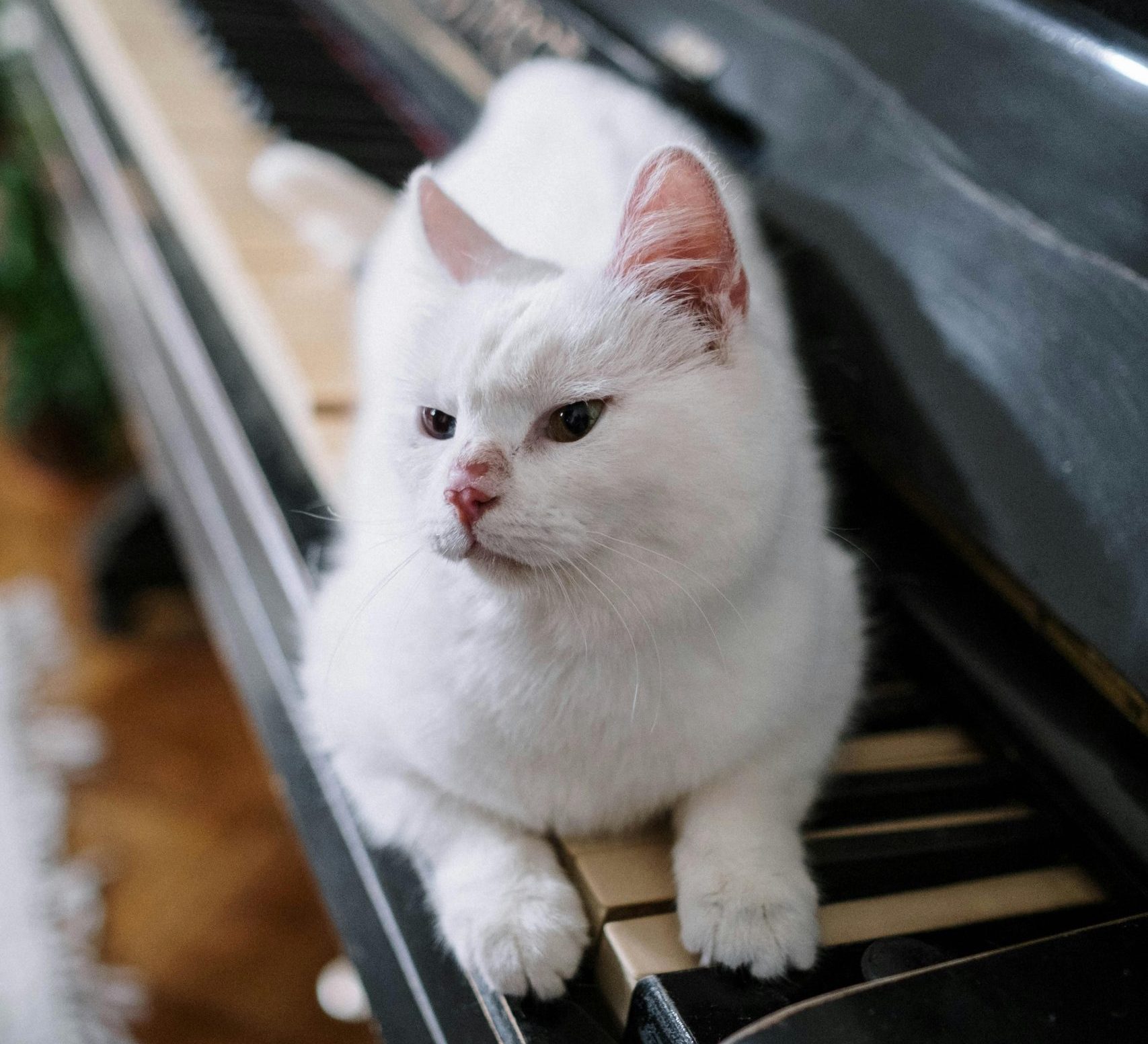 Ce sunt, de fapt, acele pliuri bizare de pe urechile pisicilor și la ce folosesc? foto: pexels.com