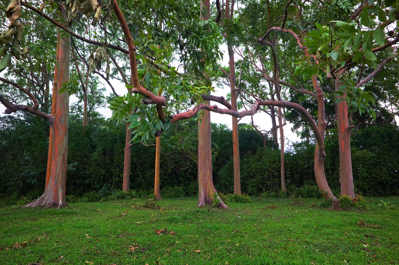 Eucaliptul-curcubeu Arborele spectaculos ale cărui culori par pictate. foto Profimedia