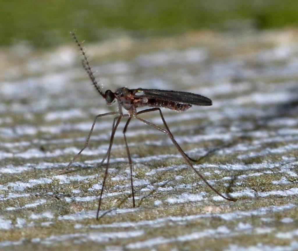 Gall Midge: animale care traiesc putin, Sursa foto: https://commons.wikimedia.org/wiki/File:Fly_December_2007-4.jpg 
