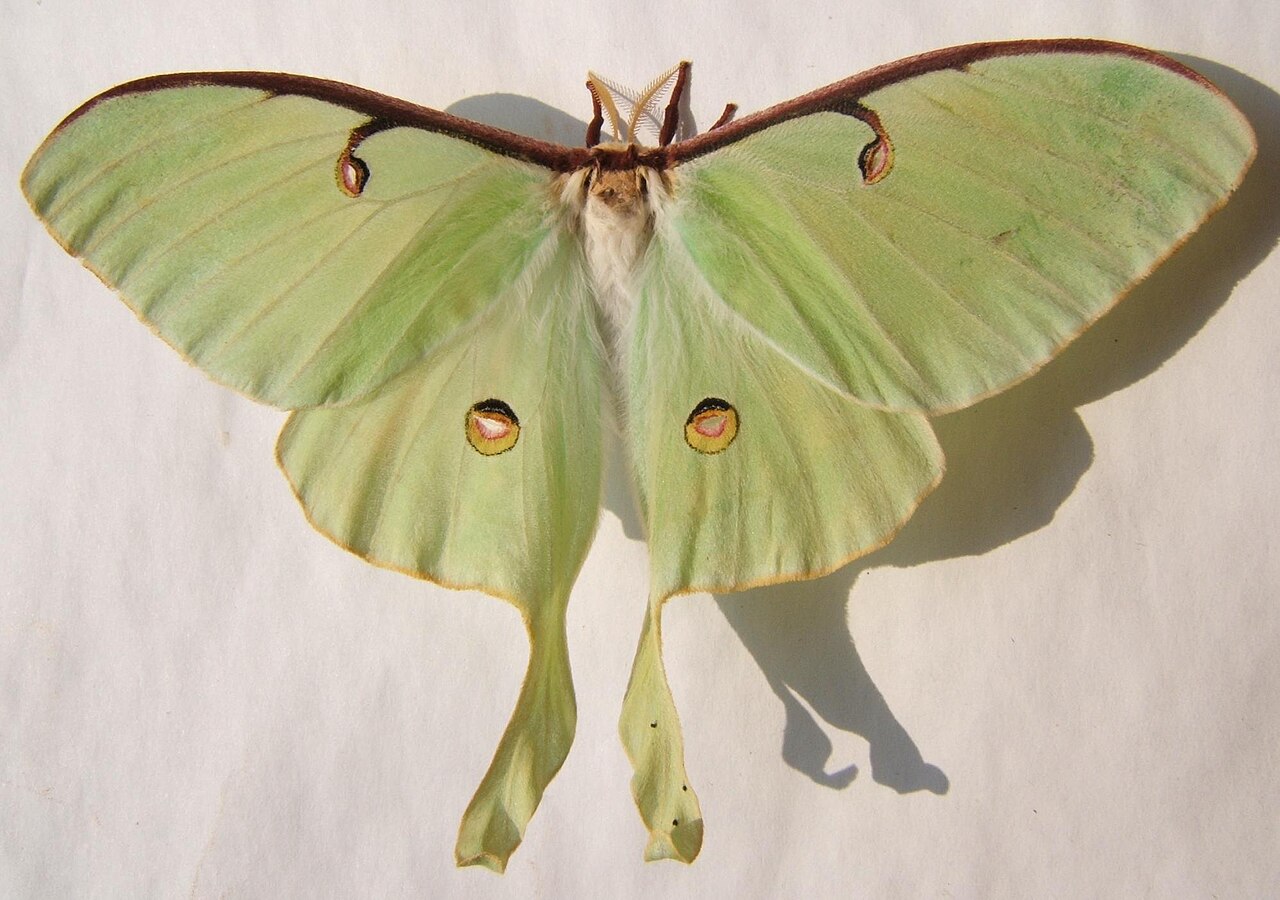 Luna Moth, Animale care traiesc putin. Sursa poza: https://commons.wikimedia.org/wiki/File:Actias_luna_female_sjh.JPG