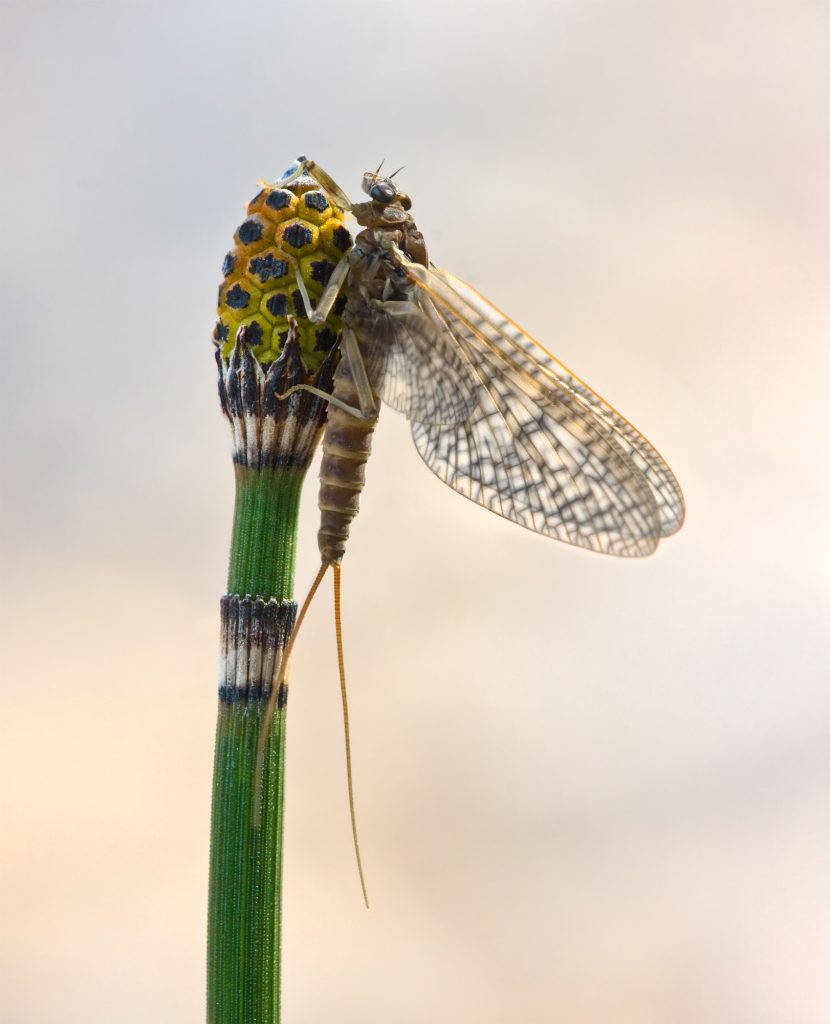 Animale care traiesc foarte putin. Mayfly. Sursa Foto: Wikipedia, https://en.wikipedia.org/wiki/File:Rhithrogena_germanica_subimago_on_Equisetum_hyemale.jpg 