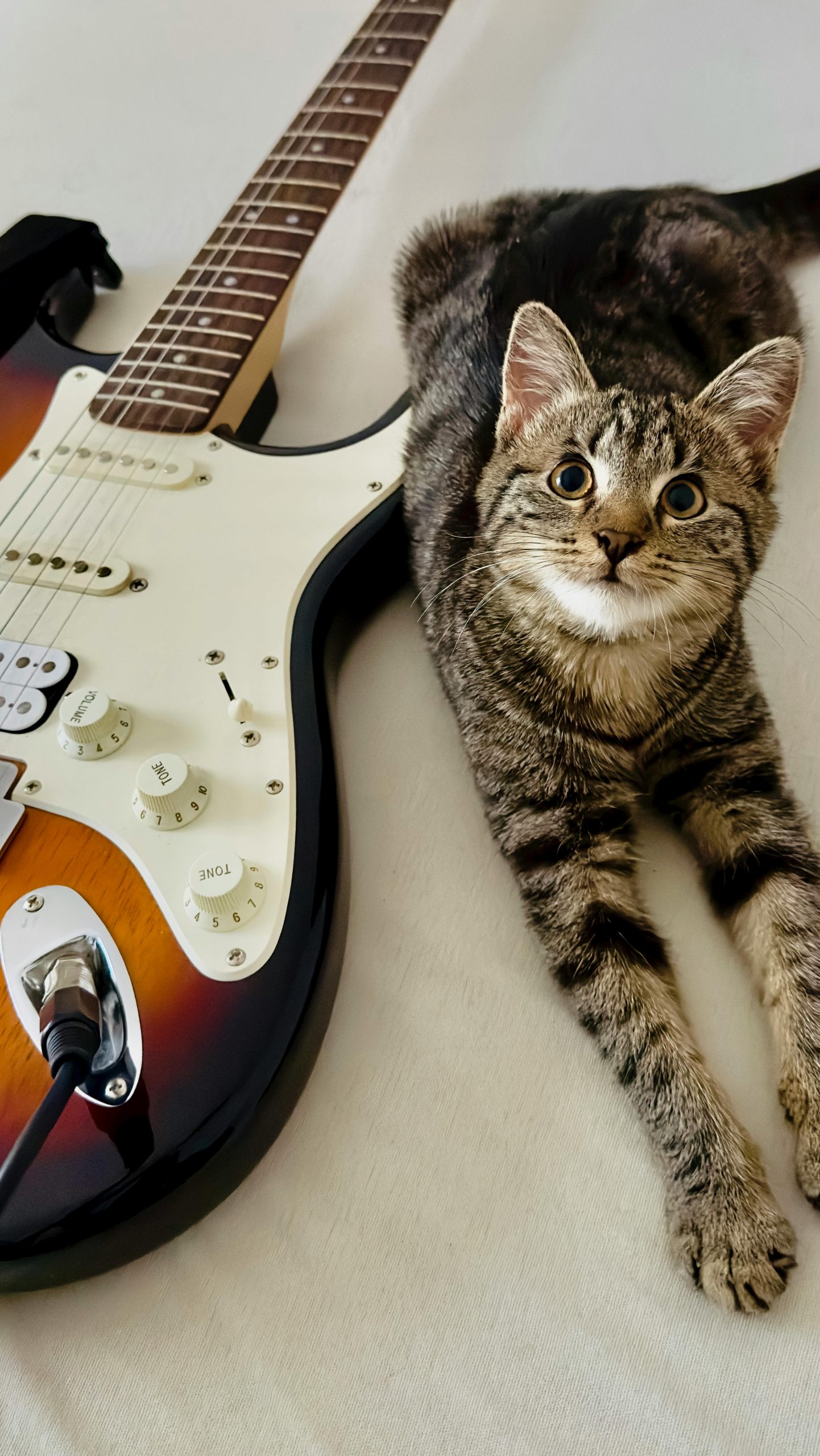 Muzica lentă, cu 50–60 de bătăi pe minut (BPM), poate reduce nivelul de stres al câinilor. foto: pexels.com