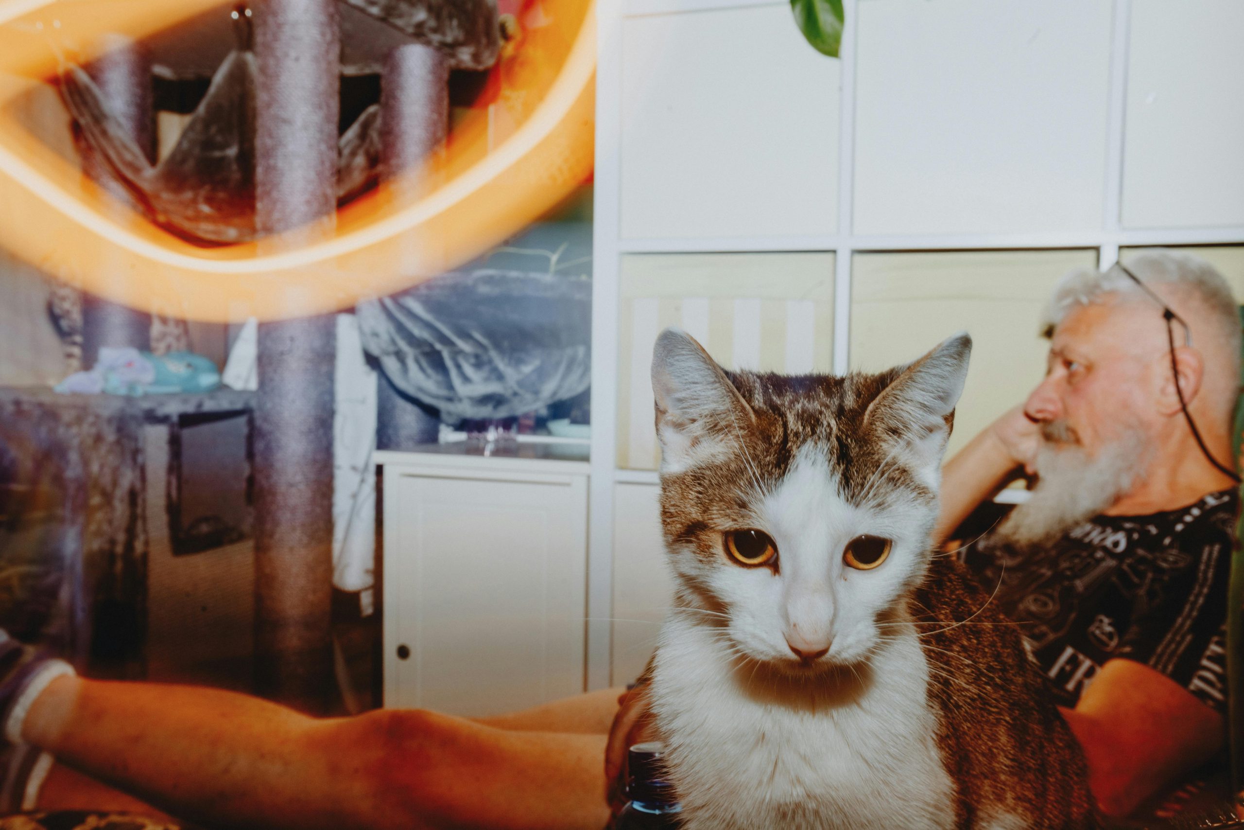 Mesajul unui bărbat despre pisica „zgomotoasă” a vecinului a devenit viral! I-a făcut pe oameni să zâmbească