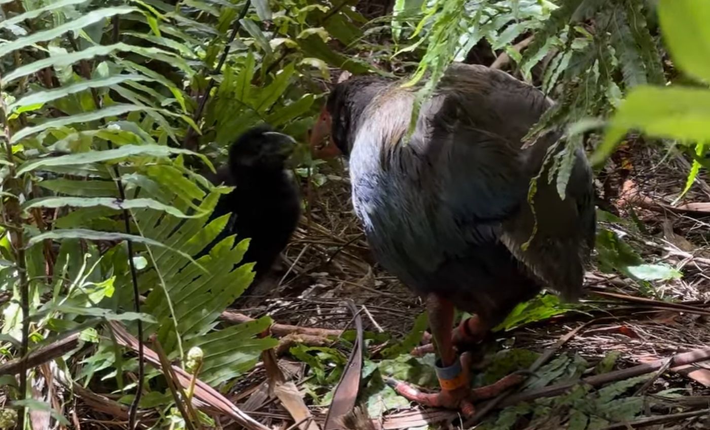 „Miracol de Crăciun” la Zealandia: un pui s-a născut dintr-o pereche rară de takahē considerată infertilă