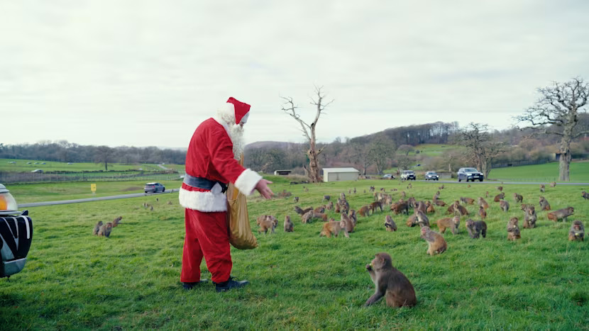 Animalele sunt acum pregătite să sărbătorească Crăciunul în stilul lor propriu. foto Longleat