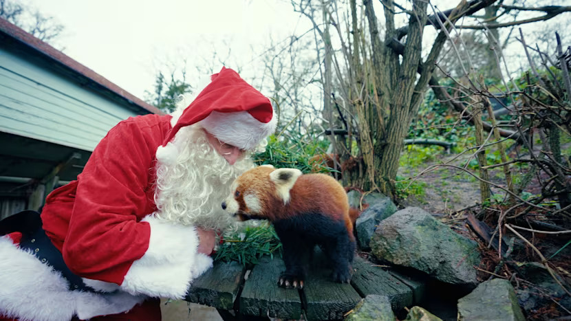 Moșul a ajuns la începutul săptămânii, cu doar câteva zile înainte de Crăciun. foto Longleat