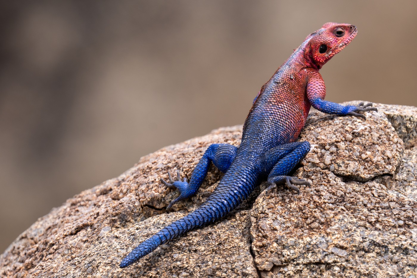 Natura a creat o șopârlă „Spider-Man” cu adevărat specială. foto Profimedia