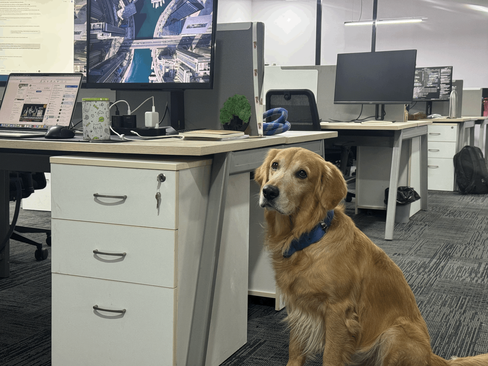 O companie a angajat un Golden Retriever ca „Șeful Fericirii”. sursa foto LinkedIn