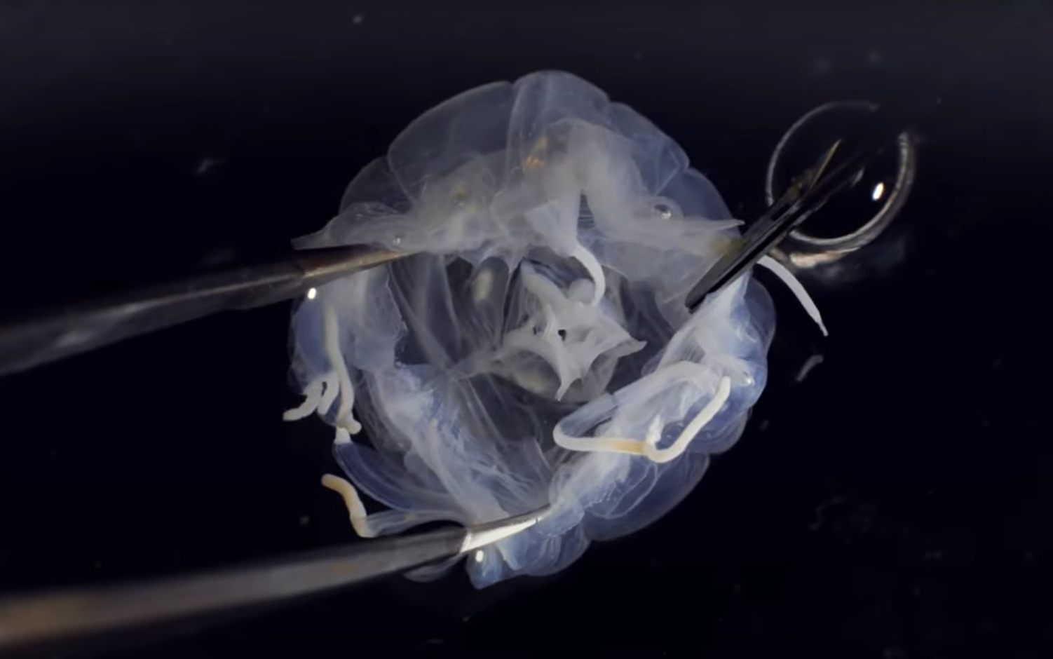 Noua specie, Tripedalia maipoensis, are o clopotniță transparentă, aproape incoloră, în formă de cub rotunjit. foto: HKBU