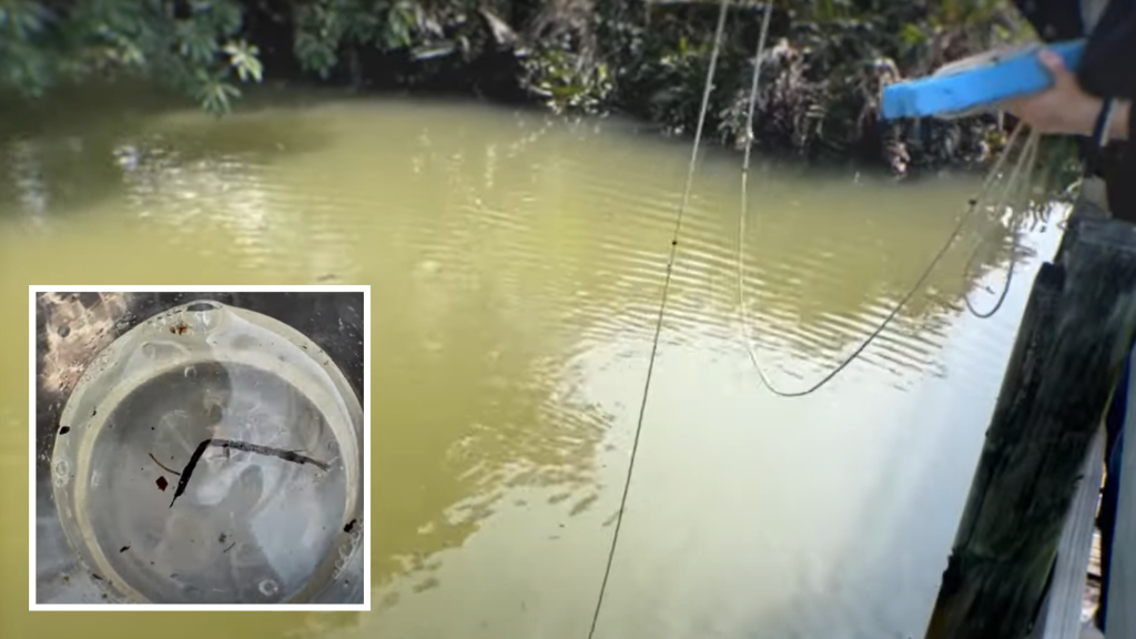 O creatură ciudată cu 24 de ochi, descoperită într-un bazin din Hong Kong. foto HKBU