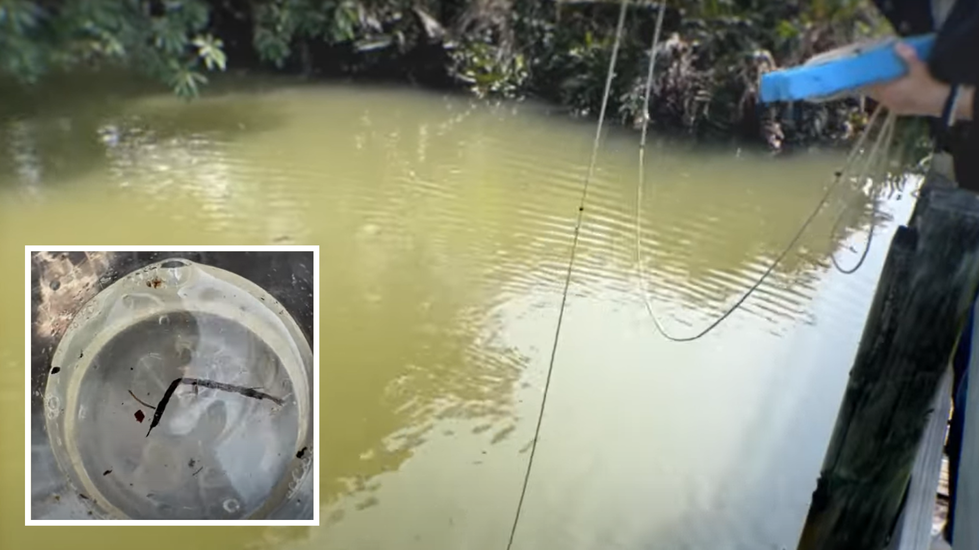 O creatură ciudată cu 24 de ochi, descoperită într-un bazin din Hong Kong. foto HKBU