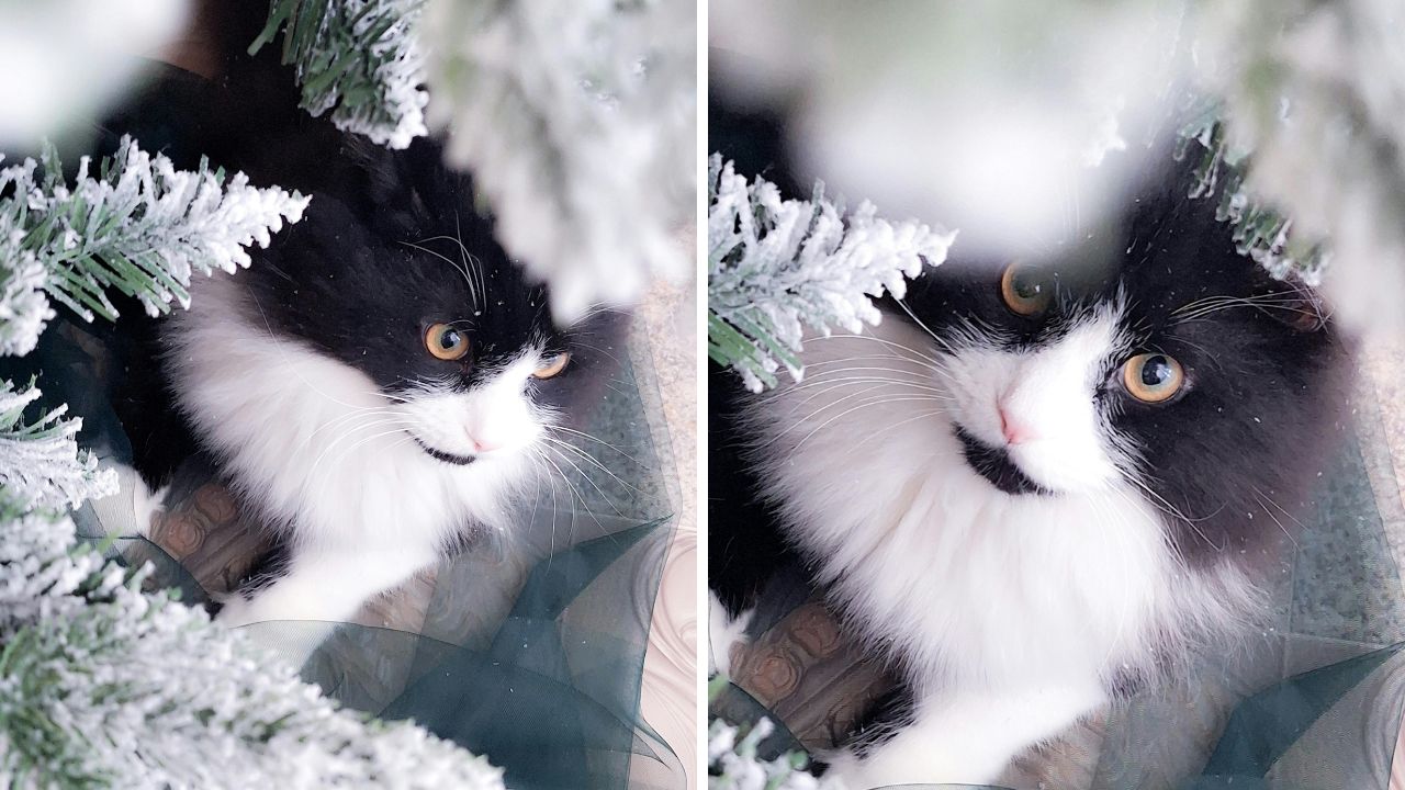 O familie l-a regăsit pe motanul Felix la 11 ani după dispariție. foto: pexels.com