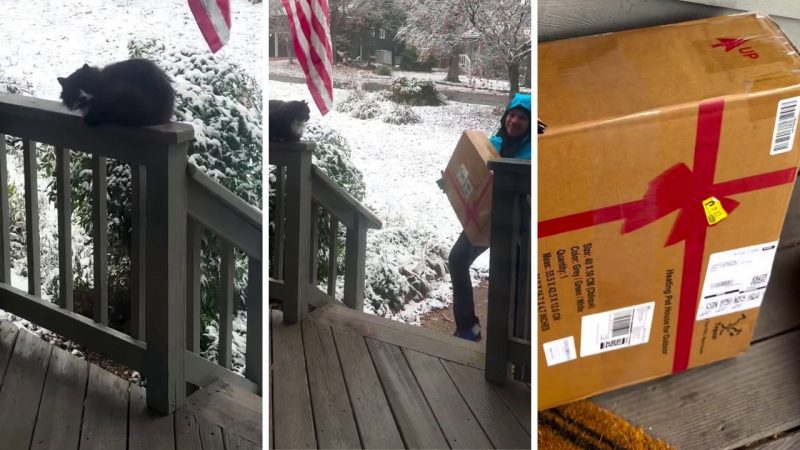 O pisică fără stăpân primește un cadou de Crăciun. Reacția ei a topit inimile internauților VIDEO