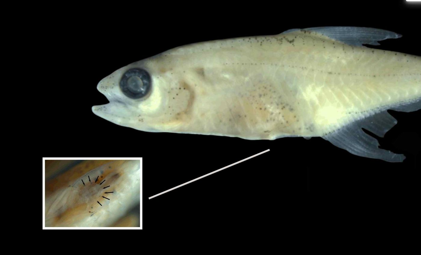 O specie de pește de dimensiunea unei unghii a fost descoperită. sursa foto Instituto Sinchi