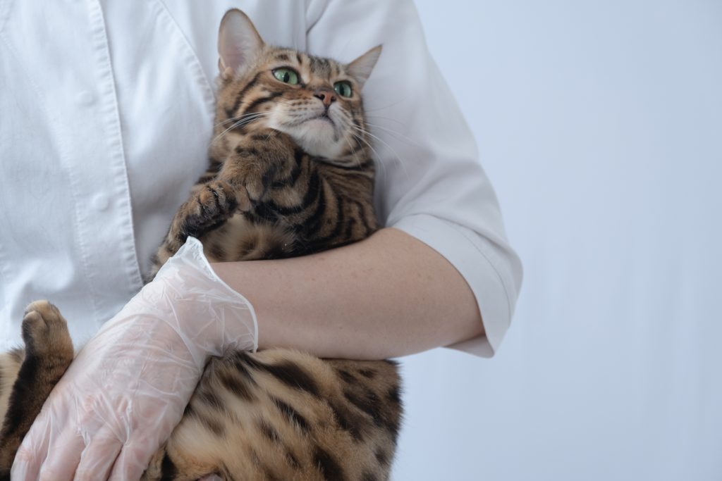 Obezitatea la pisici ar putea fi tratată cu un implant inovator - Sursa: Freepik.com