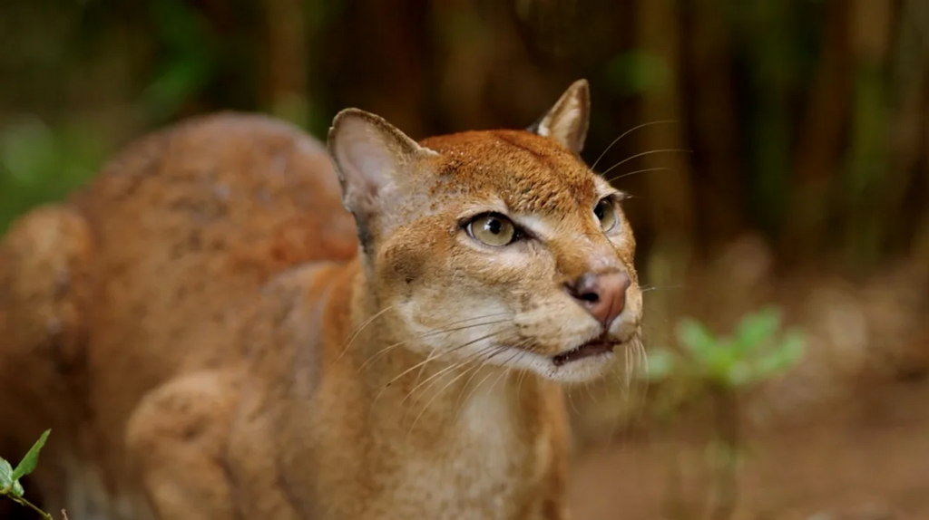 Pisica Africana Aurie Sursa foto CNN Science Courtesy of Indianapolis Prize 