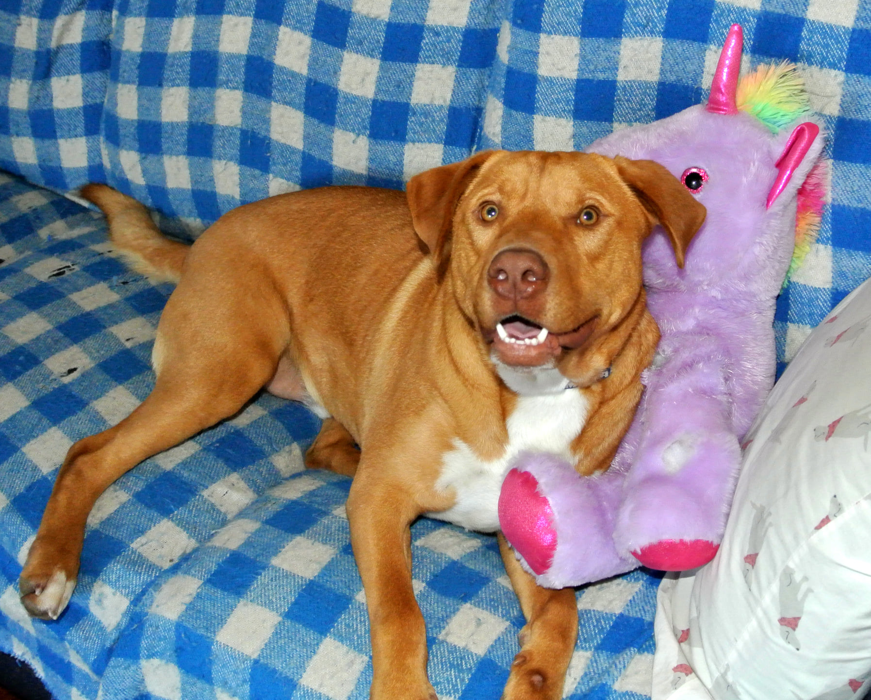 „Hoțul” simpatic, botezat Sisu, a fost surprins în flagrant cu un unicorn mov! sursa foto Facebook