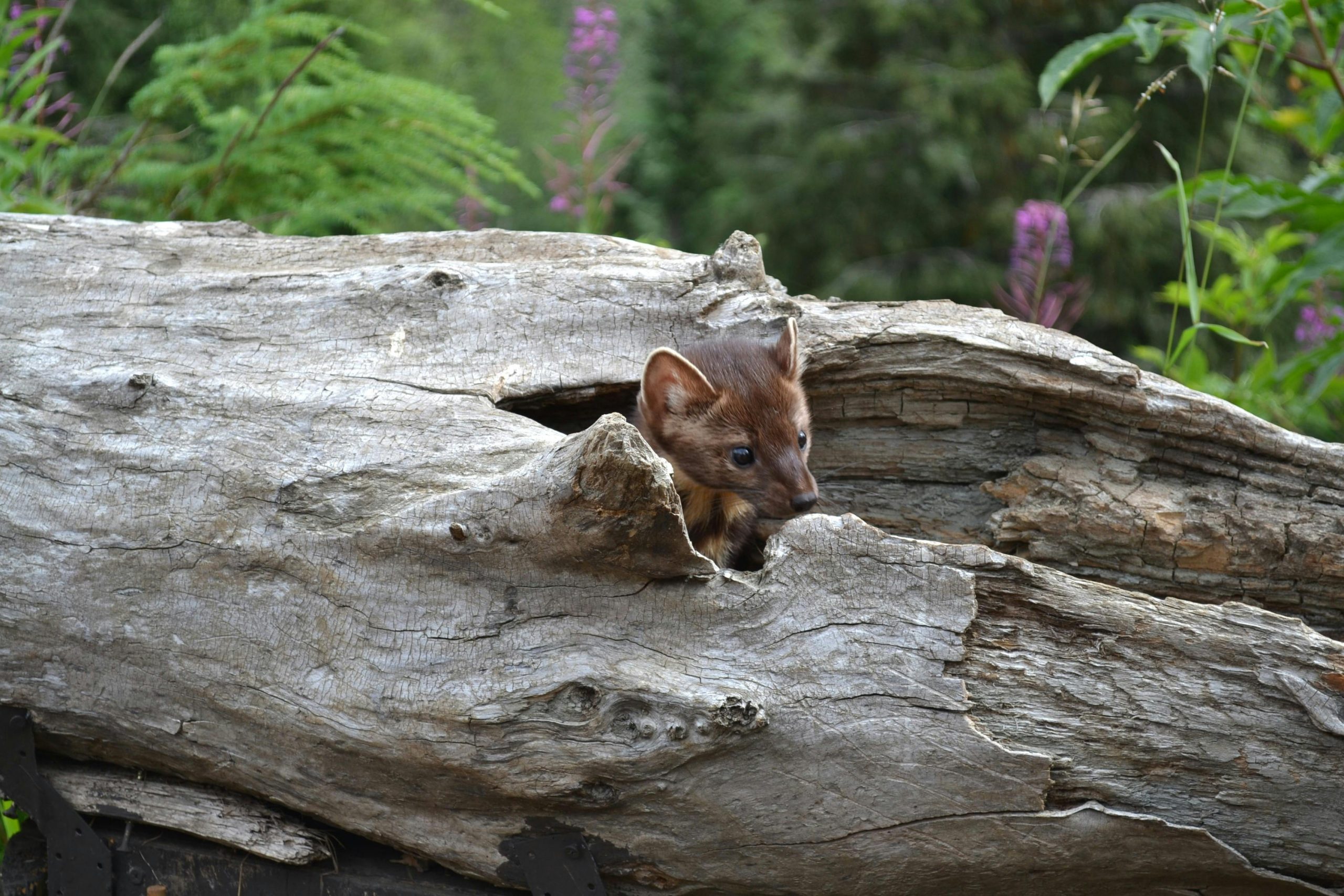 Un animal nou a fost descoperit în China. foto: pexels.com