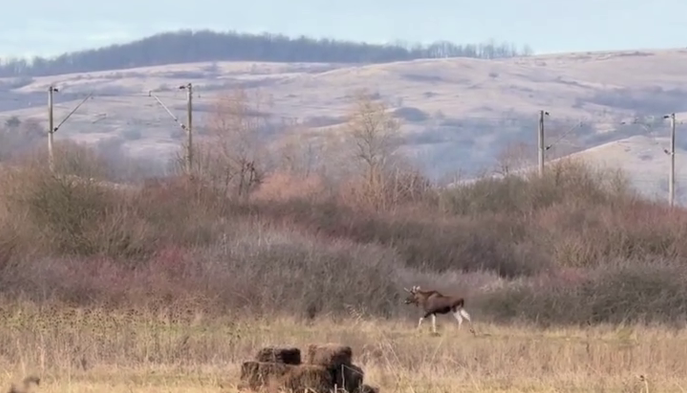 Un elan rar a fost văzut în Hunedoara. „Nu se ştie de unde ar fi putut veni.” De ce este „Alces alces” inedit?