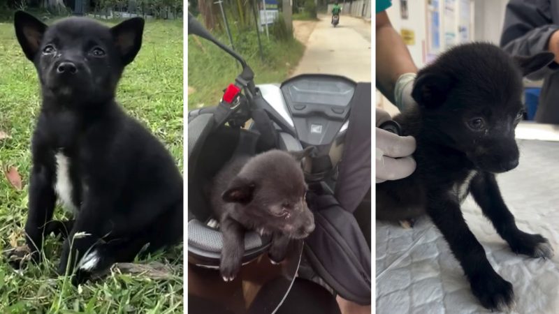 Un pui de câine minuscul, găsit pe stradă „fără mamă și fără lapte pentru a supraviețui”, are o șansă după ce a fost salvat