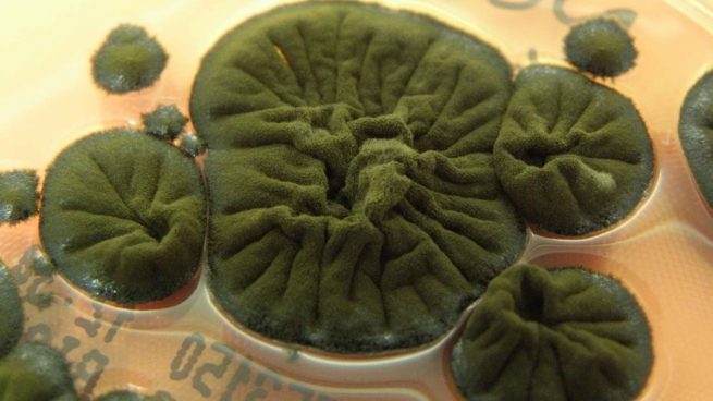 Misterioasele ciuperci negre de la Cernobîl care încă „se hrănesc” cu ajutorul radiațiilor. Cum e posibil?